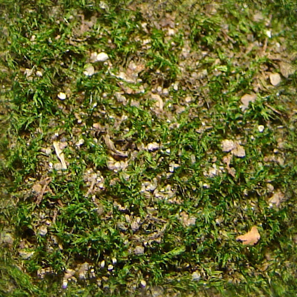 Seamless Moss Plant Texture by FantasyStock