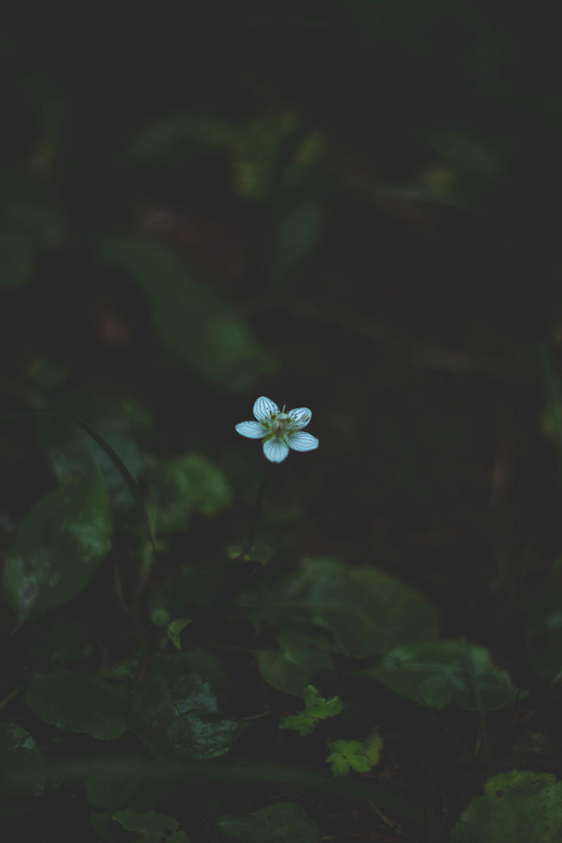The Tatra Mountains / Flower by eyesofthenorth