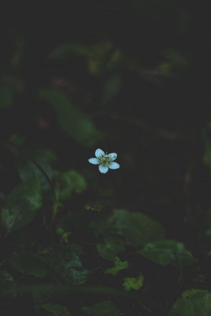 The Tatra Mountains / Flower by eyesofthenorth