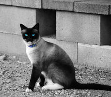 Siamese Kitty Kat by guaranarnar