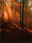 Warm Autumn Light by Weissglut