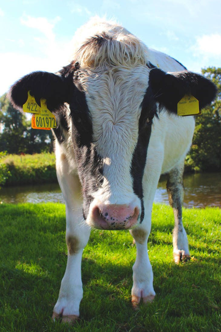 Dedham cow by JustineG94 Dedham cow by JustineG94