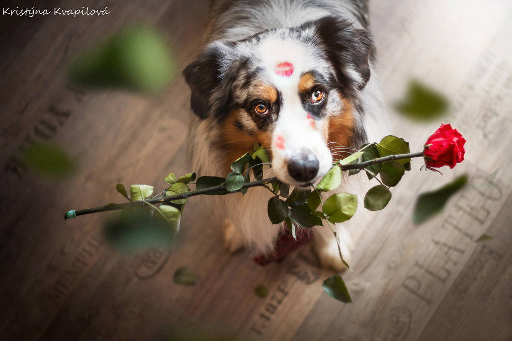 Happy Valentine's day by KristynaKvapilova