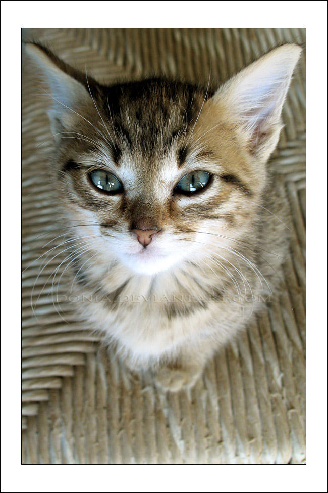 Cuddly Kitten by donia