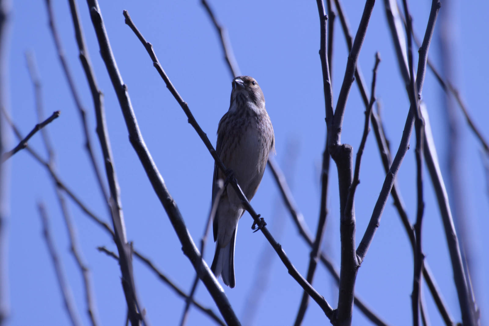 Bird by wuestenbrand