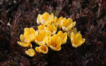Crocus 12 by wuestenbrand