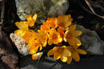 Crocus 14 by wuestenbrand