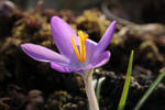 Crocus 15 by wuestenbrand