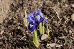 Iris 3 by wuestenbrand