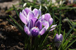 Crocus 16 by wuestenbrand