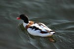 Duck 4 by wuestenbrand