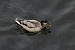 Duck 6 by wuestenbrand