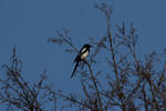Eurasian Magpie by wuestenbrand