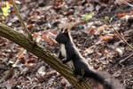 Squirrel by wuestenbrand