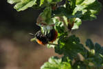 Tawny Mining Bee by wuestenbrand