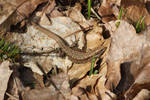 Sand Lizard by wuestenbrand