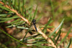 Little Black Fly by wuestenbrand