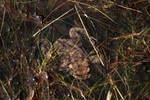 Common Toad by wuestenbrand