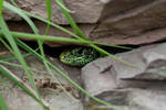Sand Lizard 2 by wuestenbrand
