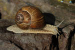 Snail 2 by wuestenbrand