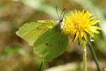 Butterfly 7 - Common Brimstone by wuestenbrand