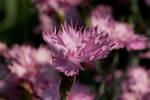 Blossom 41 by wuestenbrand
