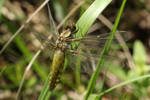 Dragonfly 7 by wuestenbrand