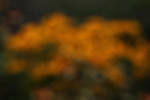 Colorful Background 1 by wuestenbrand