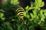 Caterpillar 1 by wuestenbrand