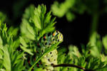 Caterpillar 2 by wuestenbrand