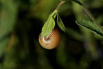 Snail on a Leaf by wuestenbrand