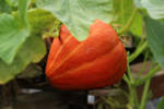 Pumpkin by wuestenbrand