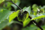 Nicandra by wuestenbrand