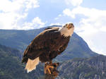 Bird stock 16 eagle by Momotte2stocks