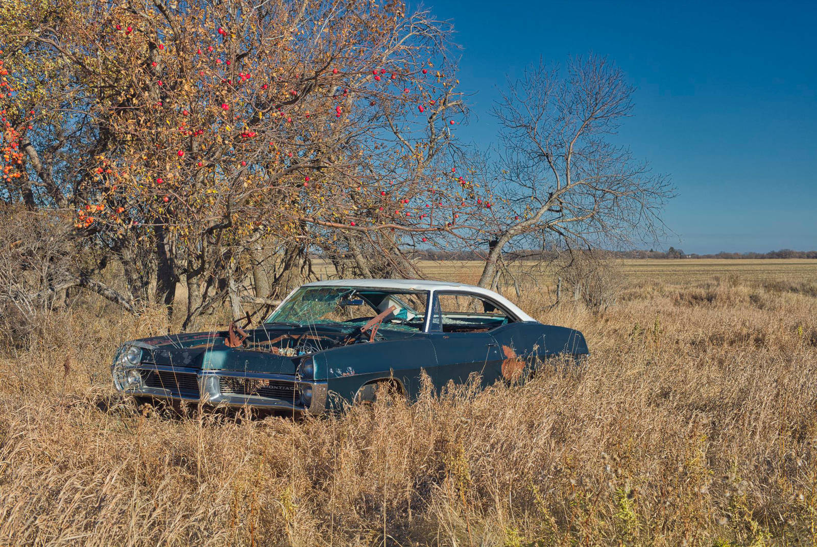 In The Old Orchard (WAB6287) by WayneBenedet