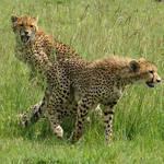 two young cheetah by tanzafari