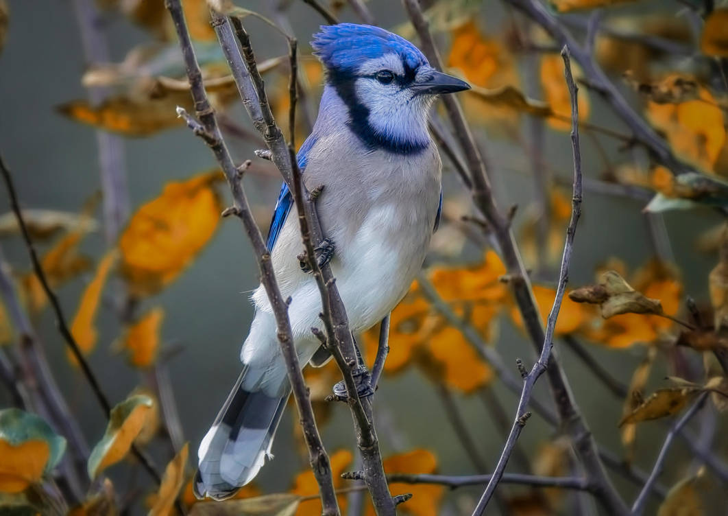 A Blue Jay in Autumn (1) by Nini1965 on DeviantArt