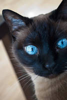 nyan nyan by seijikat