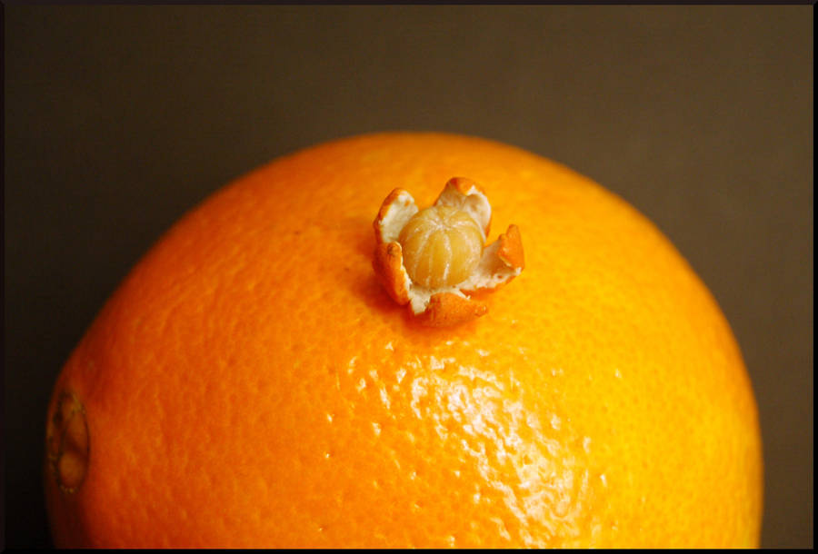 All orange by MiniatureChef