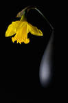 Blind Narcissus by ninereeds-DA
