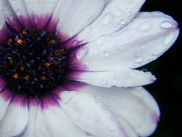 DayAfterAStorm by SavviRawr