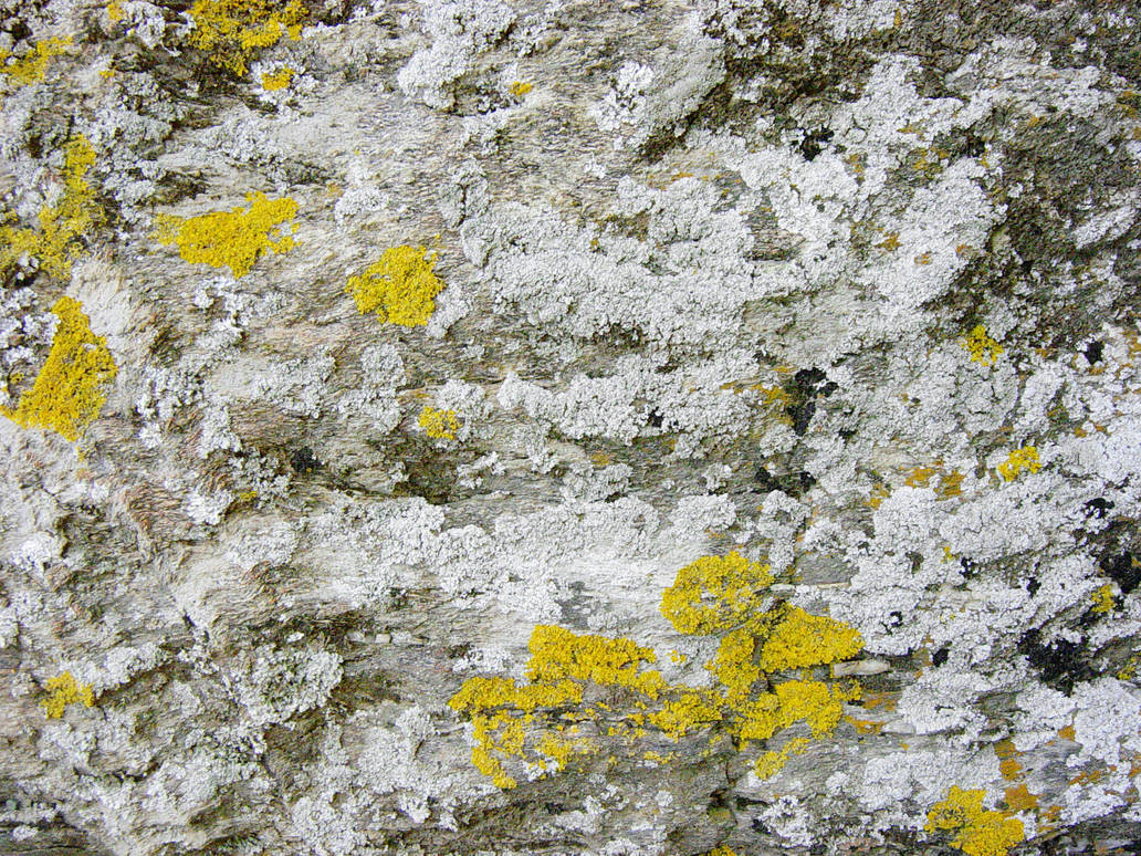 Lichen-covered stone by AeonOfTime