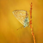 Polyommatus icarus in the morning by Witoldhippie
