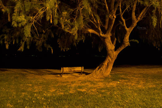 Your tree is waiting, you just have to find it by ginavd