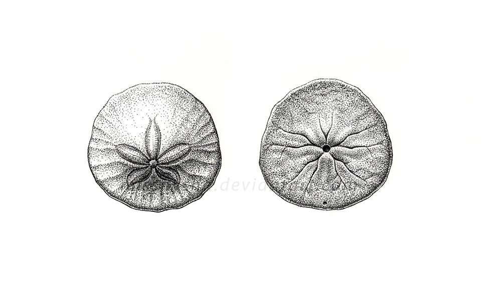 Sci Illust. 2: Sand Dollar by MissNysha