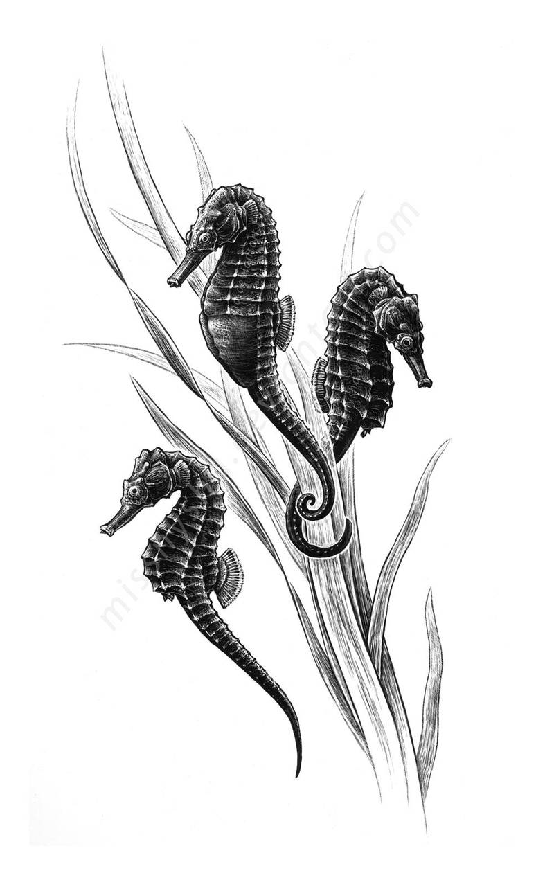 Prehensile tails - Seahorses by MissNysha