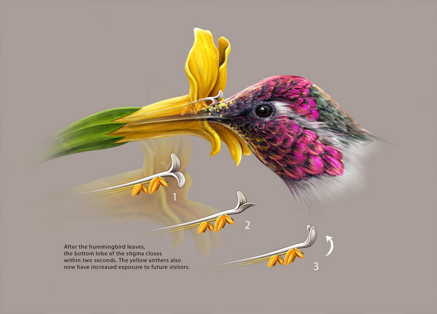 Peculiar pollination by MissNysha