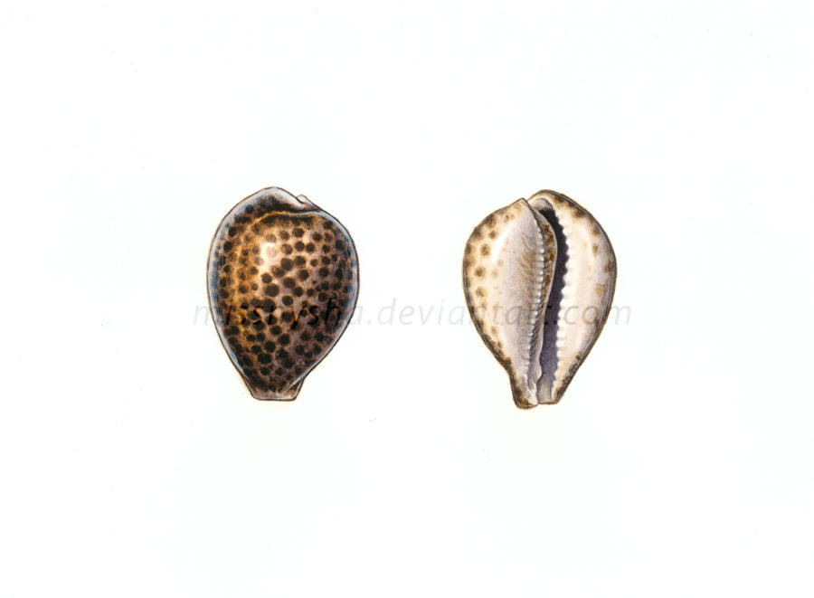 Tiger cowrie by MissNysha