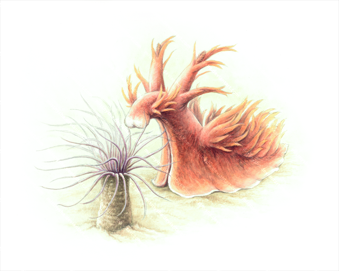 Nudibranch attack! by MissNysha