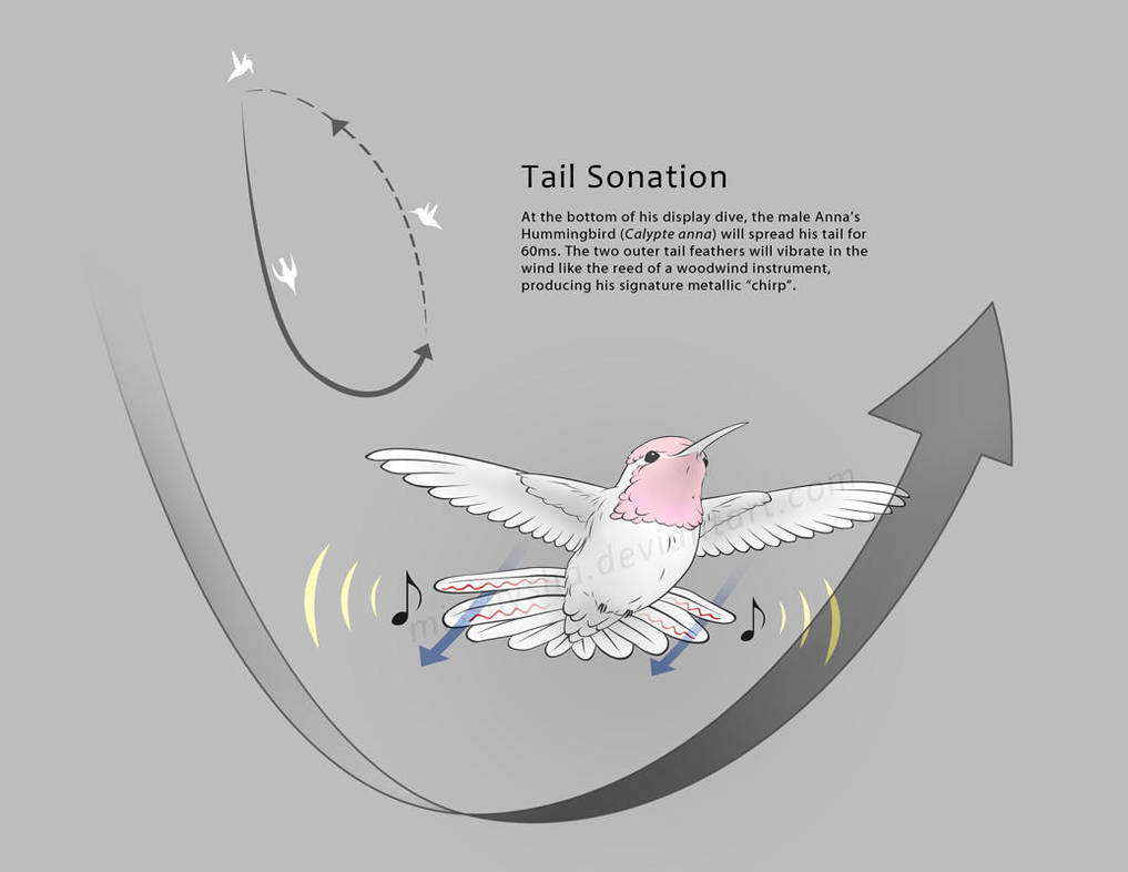 Anna's Hummingbird Tail Sonation by MissNysha